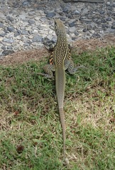 Leiolepis belliana