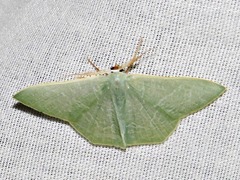 Thalassodes quadraria