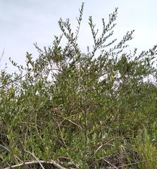 Citharexylum ellipticum