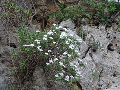 Iberis semperflorens