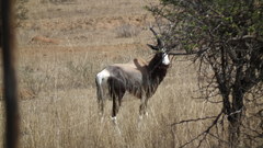 Damaliscus pygargus pygargus
