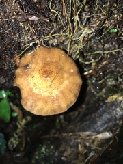Armillaria mexicana