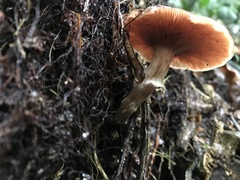 Armillaria mexicana