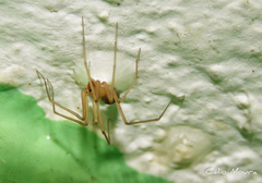 Cithaeron praedonius