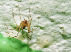 Cithaeron praedonius