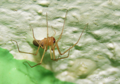 Cithaeron praedonius