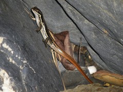 Sphenomorphus incognitus