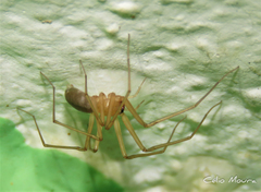 Cithaeron praedonius