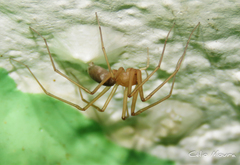 Cithaeron praedonius