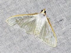Palpita vitrealis