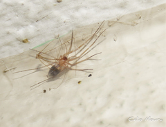 Cithaeron praedonius