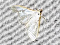 Palpita vitrealis