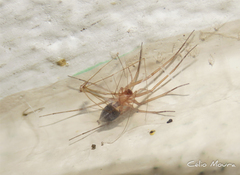 Cithaeron praedonius