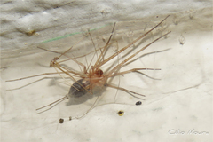 Cithaeron praedonius