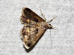 Acantholipes trimeni