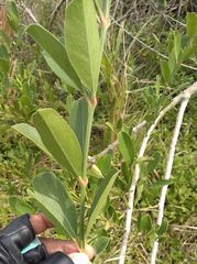 Citharexylum ellipticum