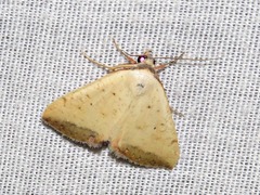 Phytometra subflavalis