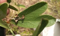 Citharexylum ellipticum