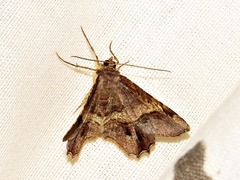 Chiasmia umbrata