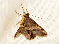 Chiasmia umbrata