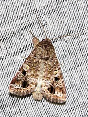 Spodoptera triturata