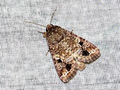 Spodoptera triturata