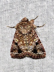 Spodoptera triturata