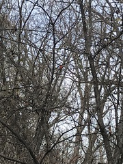 Cardinalis cardinalis