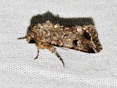 Spodoptera triturata
