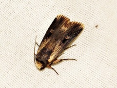 Effractilis effracta