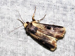 Effractilis effracta