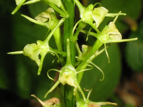Large widelip orchid