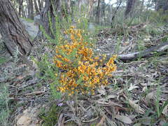 Pultenaea largiflorens