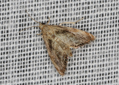 Glaucocharis dilatella