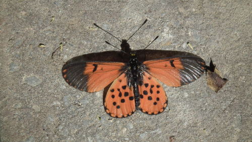 Garden Acraea