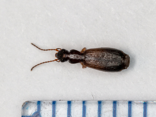 Paradromius ruficollis · iNaturalist