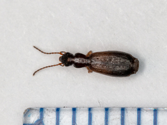Paradromius