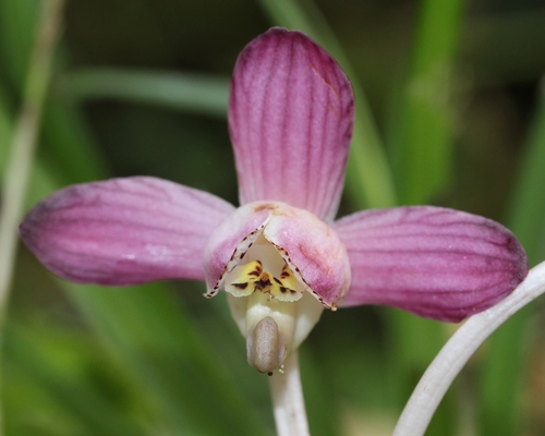 Yoania