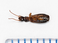 Paradromius