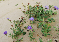 Stilpnopappus