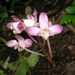 Yoania japonica - Photo (c) Qwert1234,  זכויות יוצרים חלקיות (CC BY-SA)