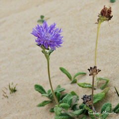 Stilpnopappus