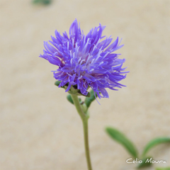 Stilpnopappus