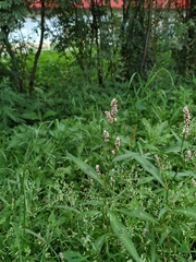 Persicaria maculosa