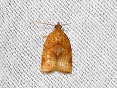 Choristoneura heliaspis