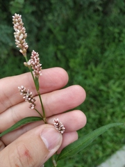 Persicaria maculosa