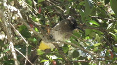 Pycnonotus barbatus layardi