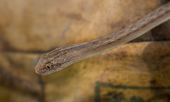 Thamnodynastes pallidus