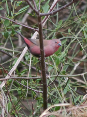 Lagonosticta rhodopareia
