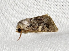 Tycomarptes praetermissa